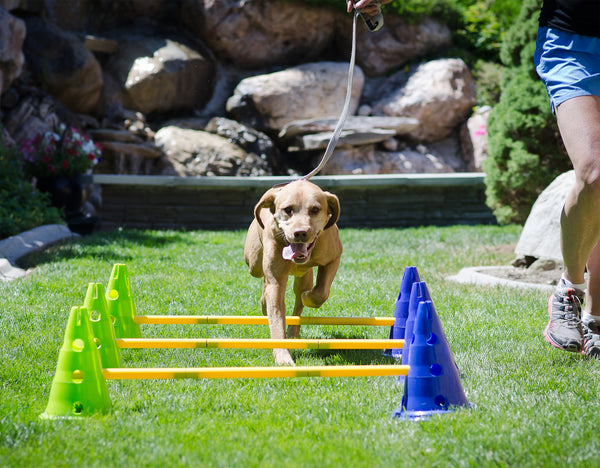 FitiPaws Agility Kit