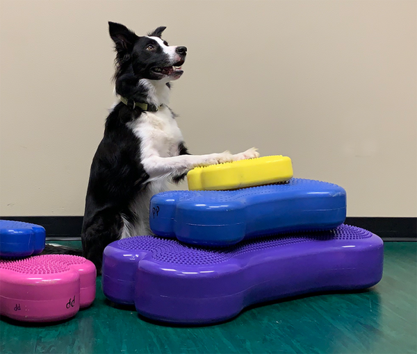 K9FITbone™ – Original Dog Balance K9FITbone